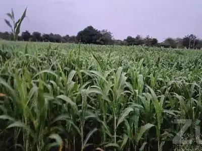Green Farm House Plot for Sale, Mendarda Green Farm House Plot for Sale, Mendarda