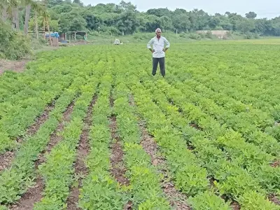 11.5 Bigha Fertile Farm Land Wankaner 11.5 Bigha Fertile Farm Land Wankaner