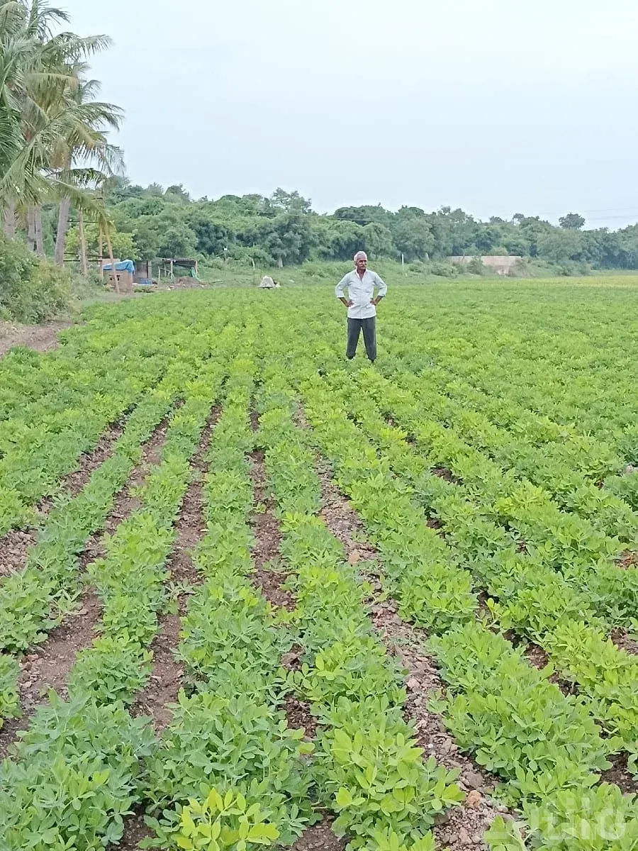 11.5 Bigha Fertile Farm Land Wankaner - જમીન અને પ્લોટ - વાંકાનેર - Image 1