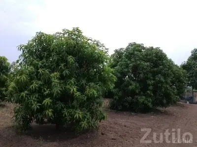 Dhari Fertile Mango Farmland Plot Dhari Fertile Mango Farmland Plot
