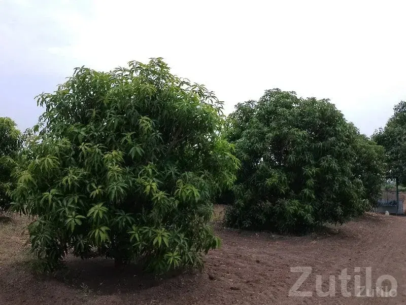 Dhari Fertile Mango Farmland Plot - જમીન અને પ્લોટ - ધારી - Image 1