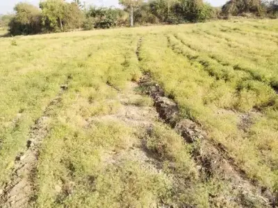 4 Acre Agricultural Land with House for Sale 4 Acre Agricultural Land with House for Sale