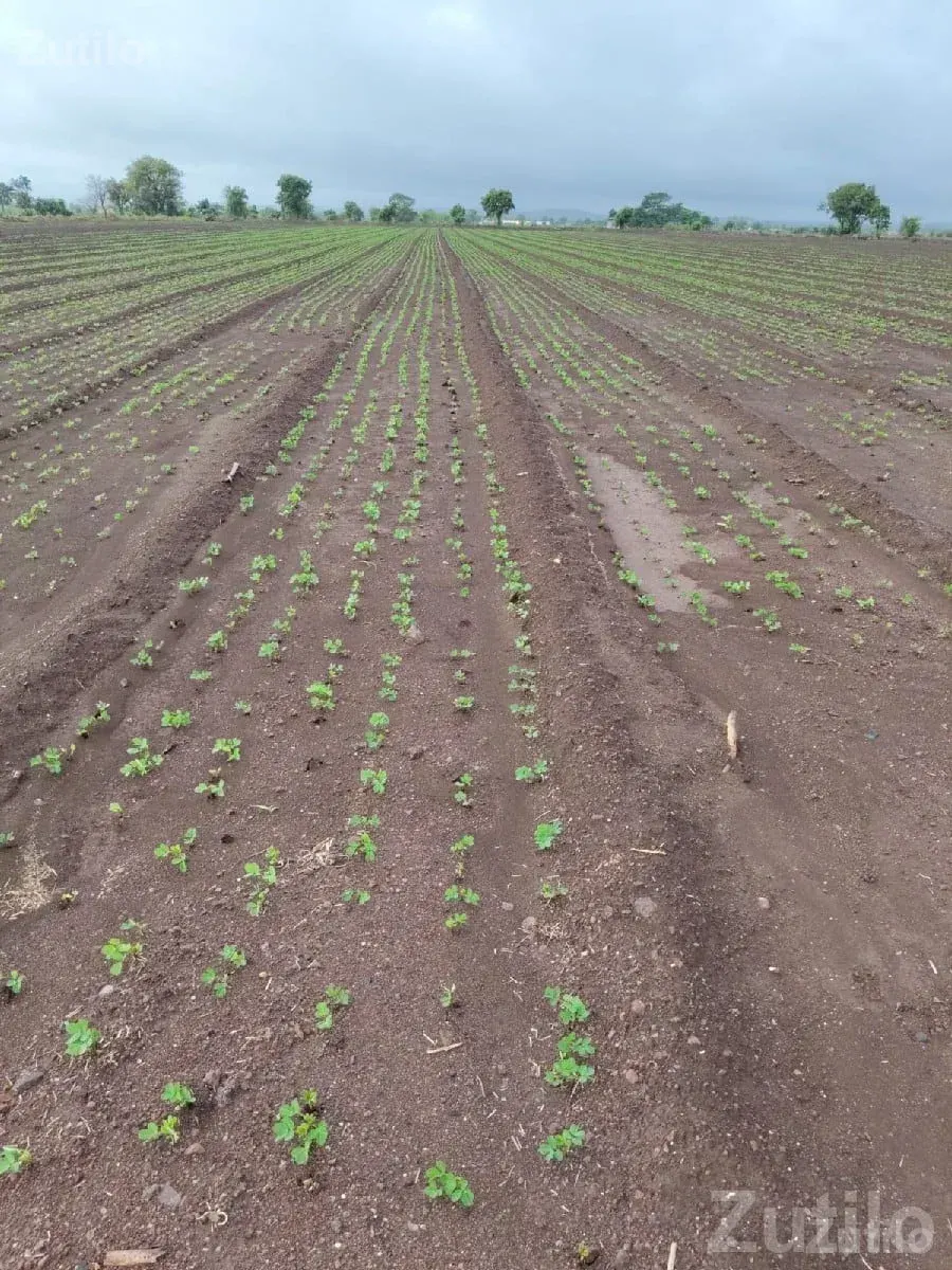 Fertile Farm Land with Water Facility - જમીન અને પ્લોટ - જામજોધપુર - Image 1
