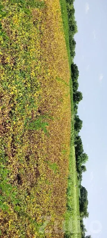 Fertile Agricultural Land in Kotda Sangani - જમીન અને પ્લોટ - કોટડા સાંગાણી - Image 2