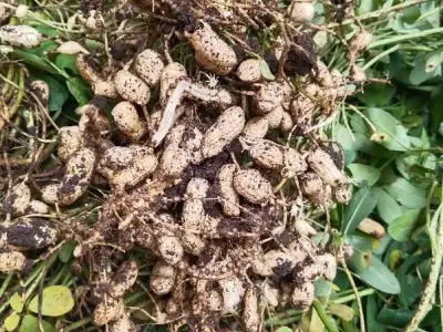5 Vigha Fertile Groundnut Farm Land 5 Vigha Fertile Groundnut Farm Land