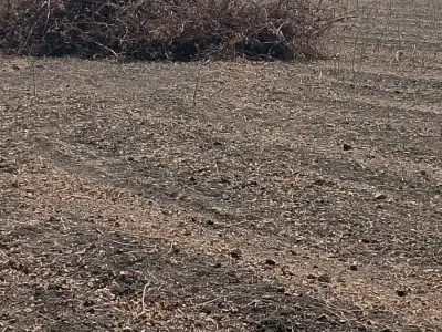 Agricultural Land for Sale in Khadiya