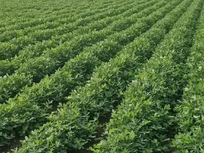 Highway Touch Fertile Farm Land Plot Highway Touch Fertile Farm Land Plot