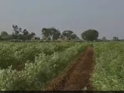 15 Bigha Agricultural Land Near Devaliya Gir