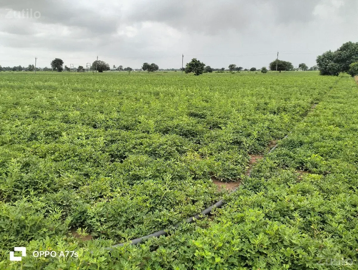 જતીન ભાઇ જમીન વેચવાની છે - Land & Plots - Keshod - Image 2