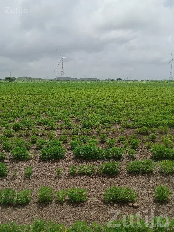 Jamjodhpur Fertile Irrigated Farm Land - જમીન અને પ્લોટ - જામજોધપુર - Image 2