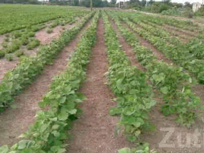 Fertile Green Farmland Plot for Sale Fertile Green Farmland Plot for Sale