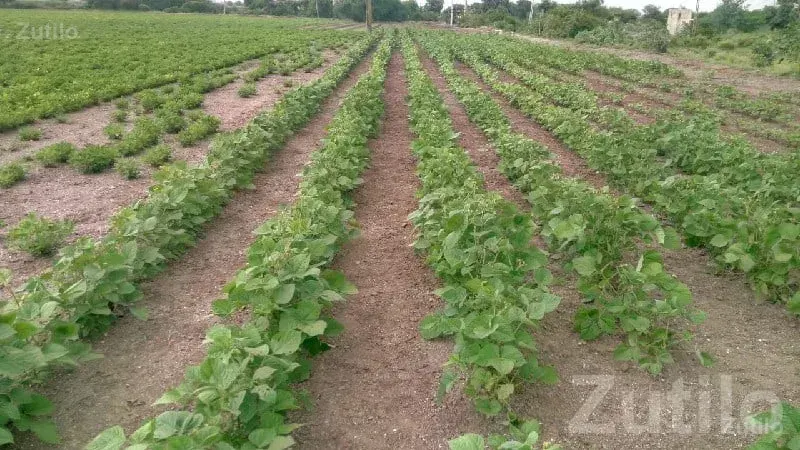 Fertile Green Farmland Plot for Sale - જમીન અને પ્લોટ - રાજકોટ શહેર - Image 1