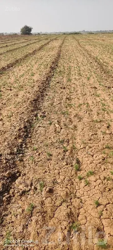 Fertile Agricultural Land in Kalyanpur - Land & Plots - Kalyanpur - Image 1