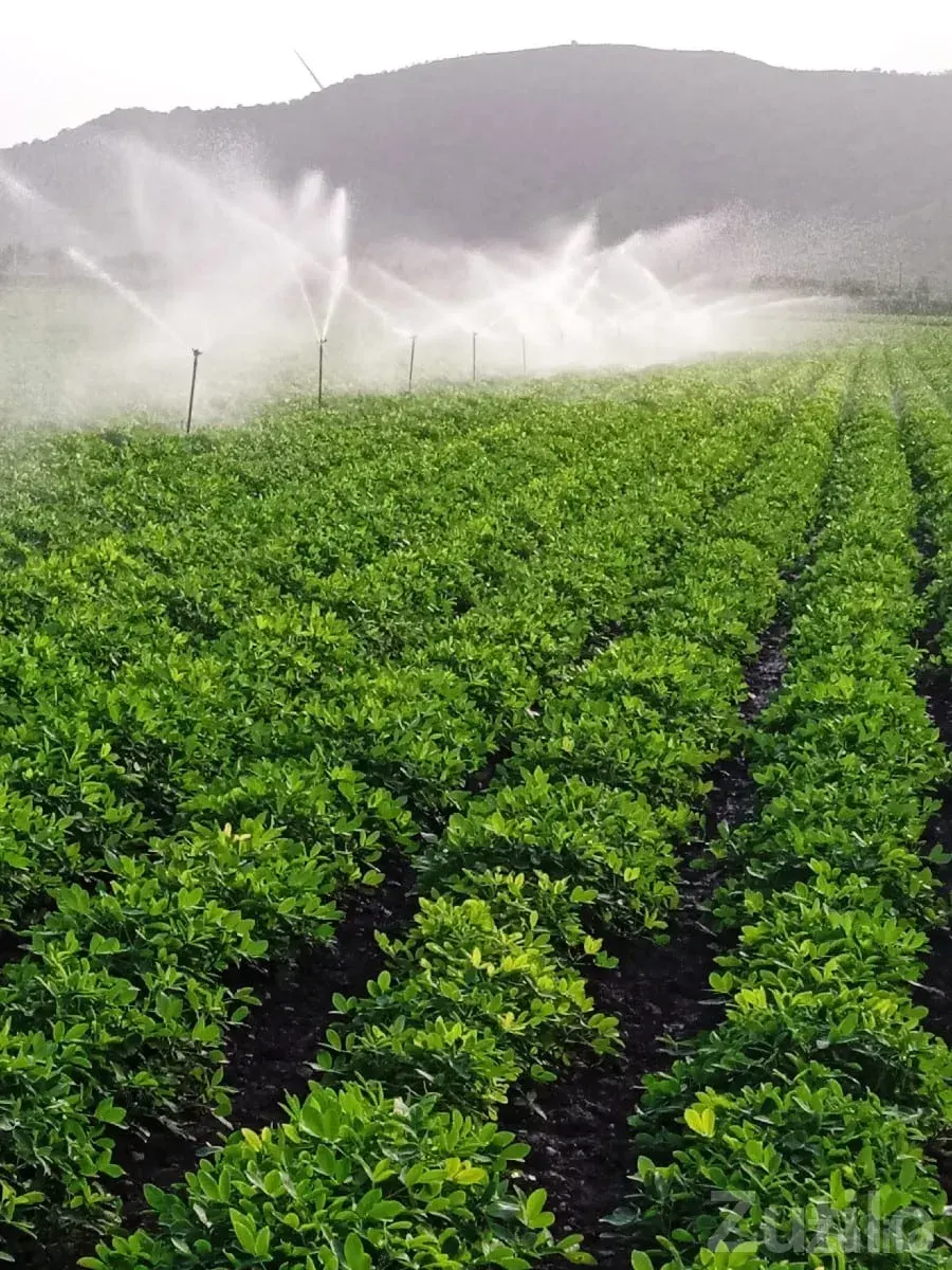 Irrigated Farmland Plot in Jamjodhpur - જમીન અને પ્લોટ - જામજોધપુર - Image 3