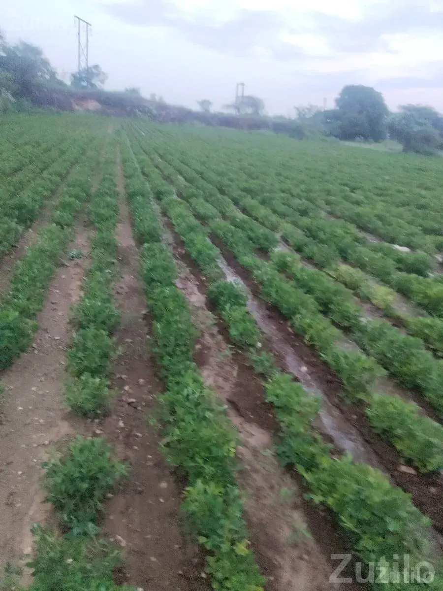 Fertile Agriculture Land for Sale, Talala - જમીન અને પ્લોટ - તલાલા - Image 2