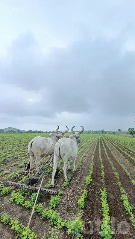 Fertile Agricultural Land in Jamjodhpur - જમીન અને પ્લોટ - જામજોધપુર - Image 1