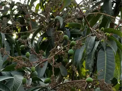 Mango Orchard Lease Available Bhavnagar Mango Orchard Lease Available Bhavnagar