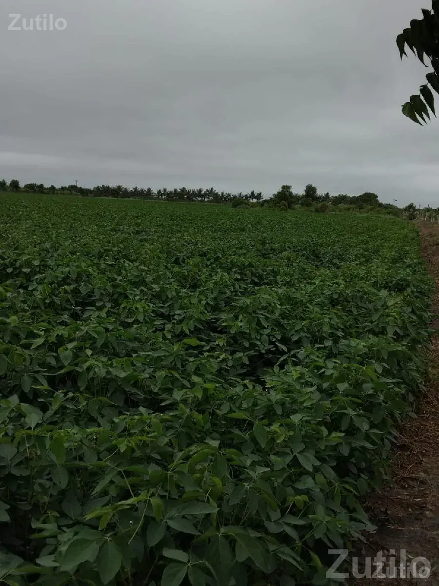 Fertile Green Farmland Plot for Sale - જમીન અને પ્લોટ - જામજોધપુર - Image 2