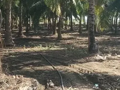 Talala Coconut Farm Land for Sale Talala Coconut Farm Land for Sale