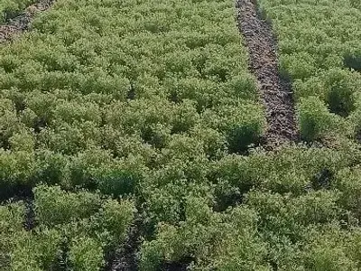 Fertile Agriculture Land in Bhanvad Fertile Agriculture Land in Bhanvad