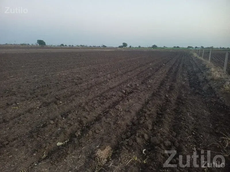Fertile Agricultural Land for Sale, Gondal - જમીન અને પ્લોટ - ગોંડલ - Image 2