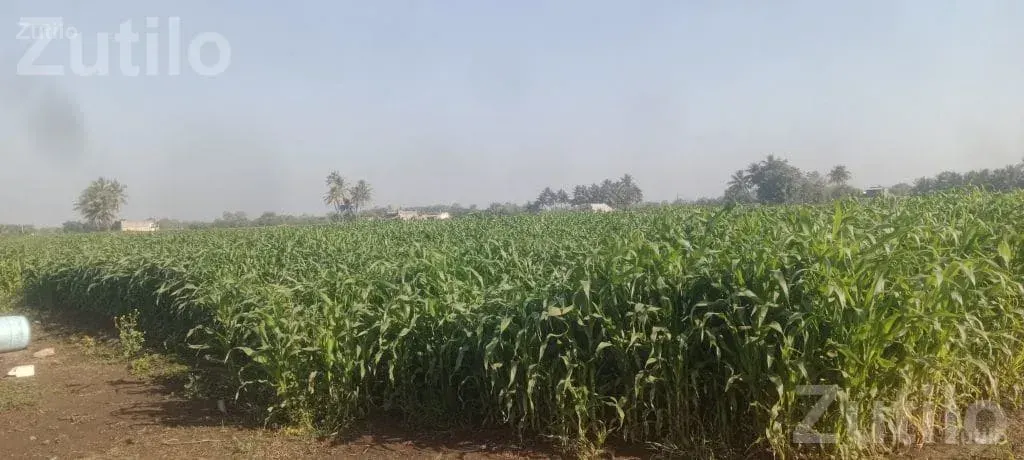 Agricultural Land with Standing Maize Crop - Land & Plots - Mangrol - Image 3