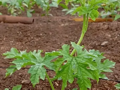 Fertile Agricultural Land for Farming Fertile Agricultural Land for Farming