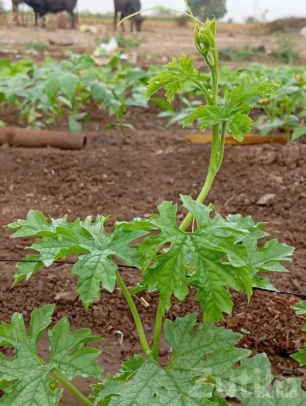 Fertile Agricultural Land for Farming - Land & Plots - Khambhalia - Image 1
