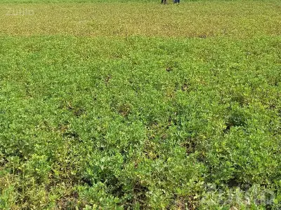 Fertile Agricultural Land in Talala