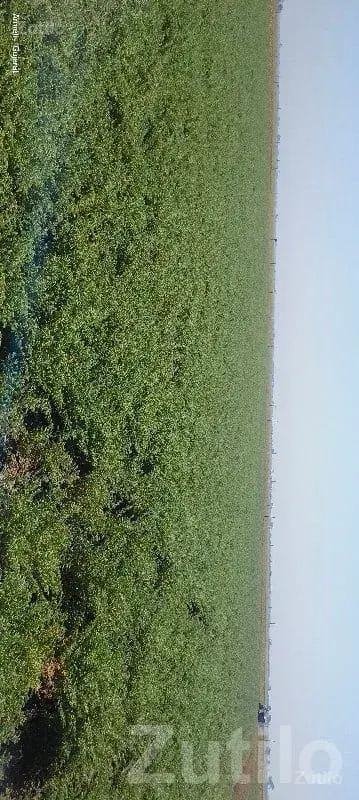 Fertile Agricultural Land in Mangrol - Land & Plots - Mangrol - Image 2