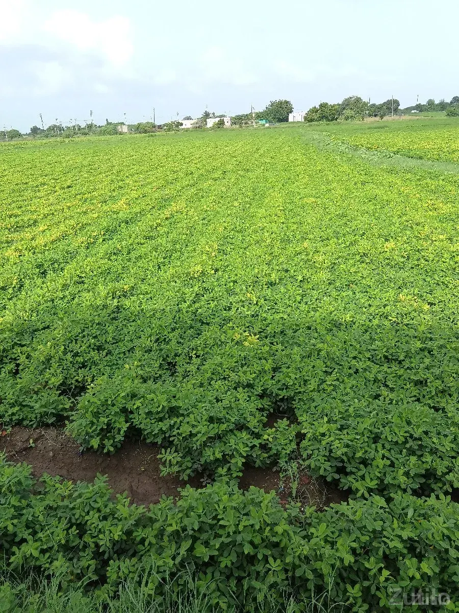 jamin - Land & Plots - Dwarka - Image 1