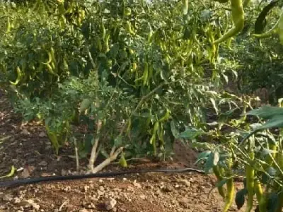 Fertile Agriculture Land with Chili Crop Fertile Agriculture Land with Chili Crop