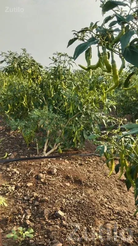Fertile Agriculture Land with Chili Crop - Land & Plots - Khambhalia - Image 1