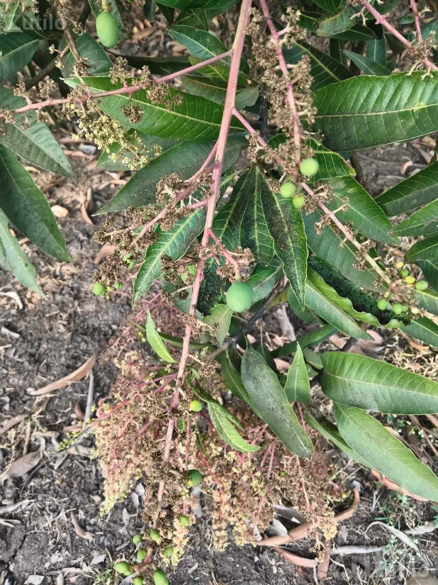 Mango Orchard Lease 15 Vigha, 250 Trees - Land & Plots - Bantwa - Image 2