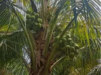 Labour Needed for Coconut Garden Care