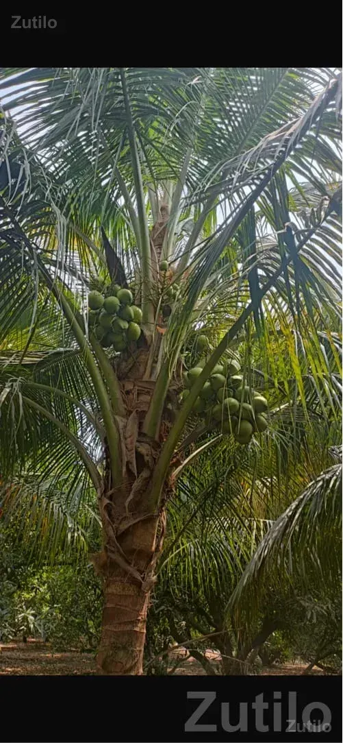 Labour Needed for Coconut Garden Care - મજૂર / સહાયક - રણાવાવ - Image 1