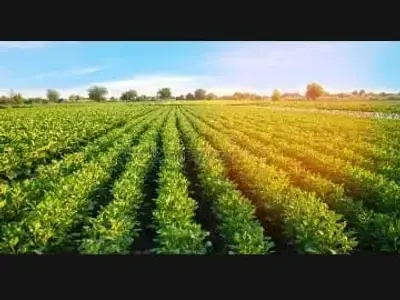 Fertile Agriculture Land in Manavadar Fertile Agriculture Land in Manavadar