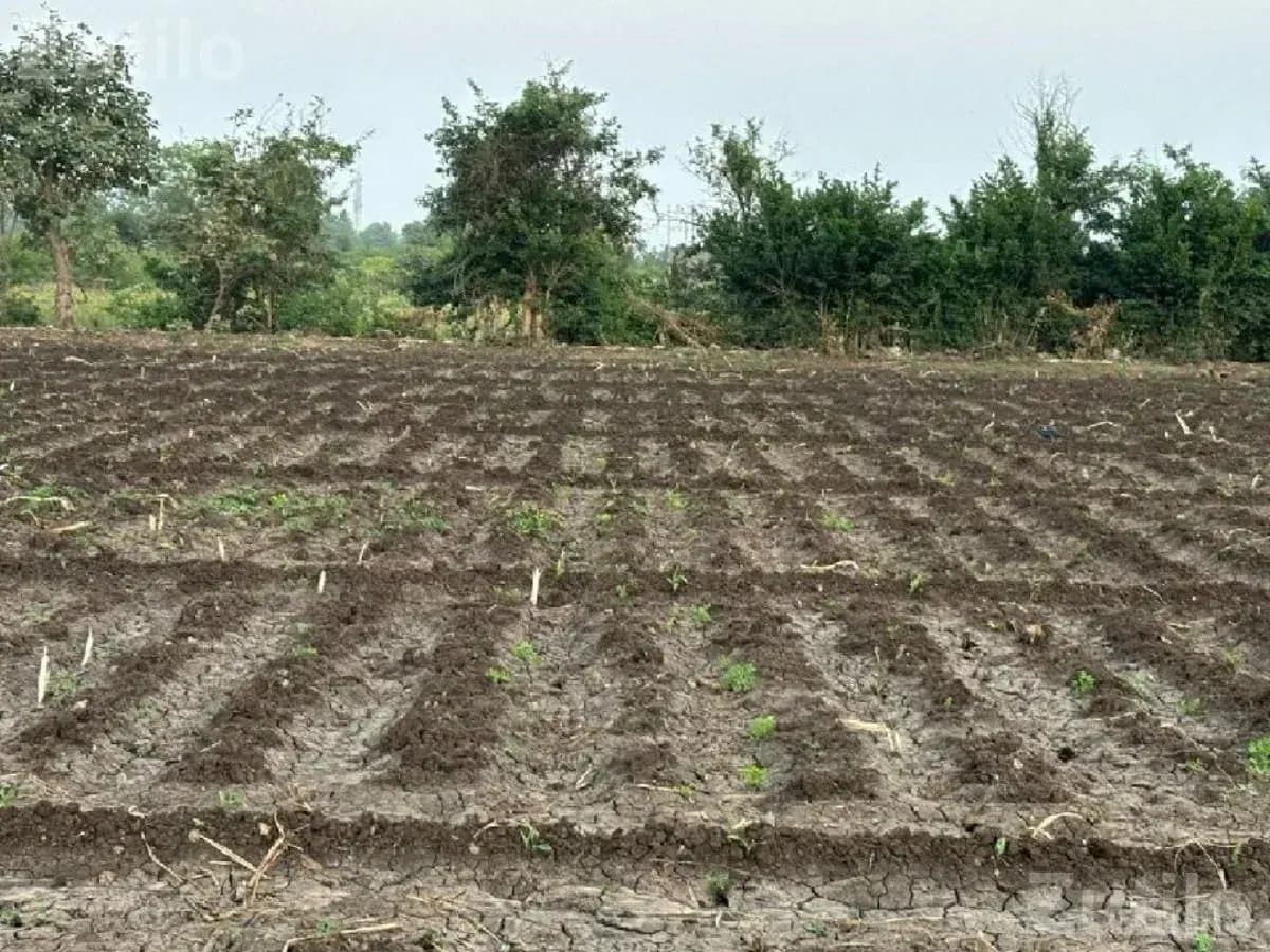 11.5 Vigha Agricultural Land with Borewells - Land & Plots - Dhoraji - Image 3