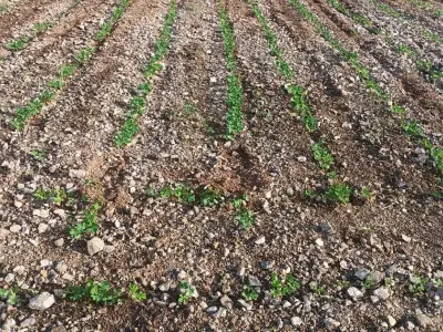 ખેતી લાયક જમીન છે ખેતી લાયક જમીન છે