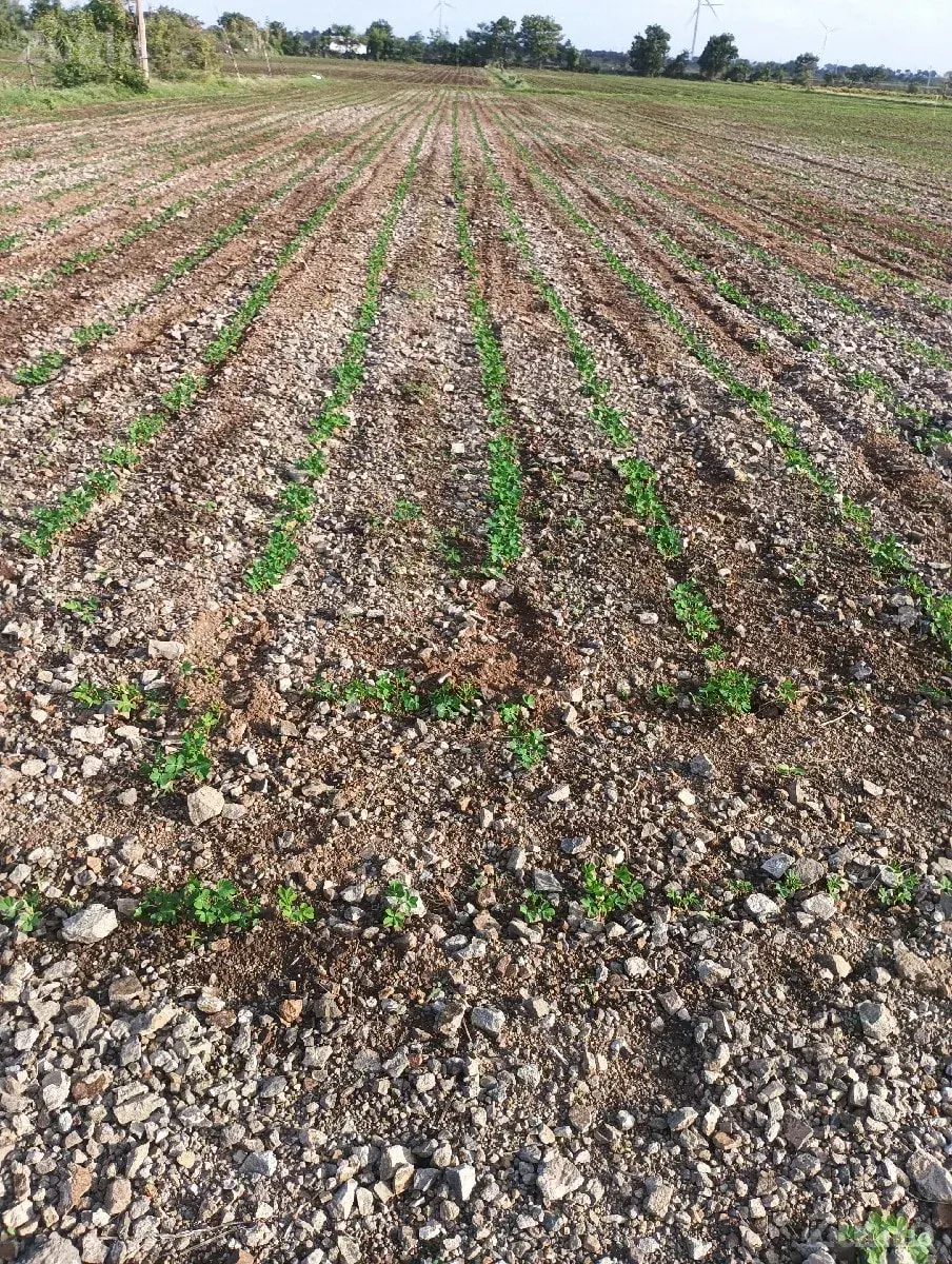 ખેતી લાયક જમીન છે - Land & Plots - Khambha - Image 1