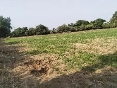 Becharaji Sankhalpur Road Touch Farmland Plot Becharaji Sankhalpur Road Touch Farmland Plot