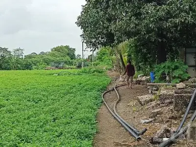 12 Bigha Green Agricultural Land Talala 12 Bigha Green Agricultural Land Talala