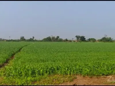 ખેતીની જમીન વેચવાની છે ખેતીની જમીન વેચવાની છે