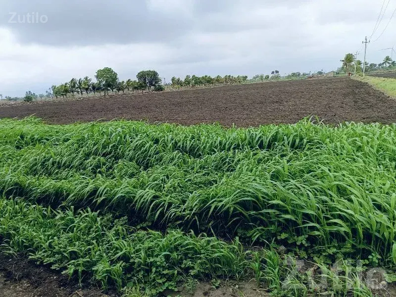 Irrigated Green Farmland for Sale - જમીન અને પ્લોટ - ઊના - Image 3