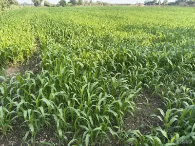આ જમીન વેચવાની છે. આ જમીન વેચવાની છે.