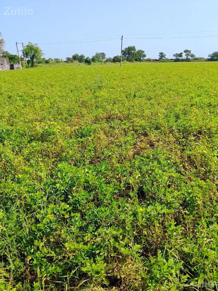ખેતી ની જમીન વેચવાની છે - Land & Plots - Bhanvad - Image 3
