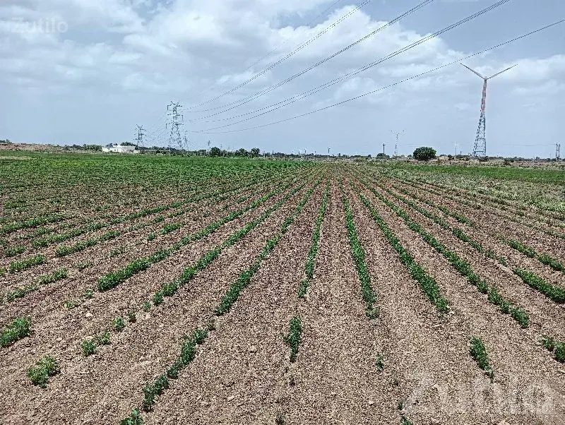 Khambhalia Lalpur Road Touch Open Plot - Land & Plots - Khambhalia - Image 2