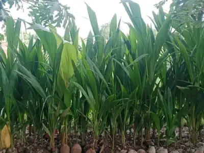 જમીન વેચવાની છે દેવભૂમિ દ્વારકા જમીન વેચવાની છે દેવભૂમિ દ્વારકા