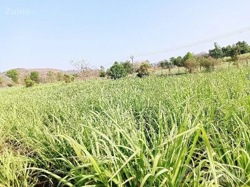 Songadh Farm Land with Modern House - જમીન અને પ્લોટ - સોનગઢ - Image 3