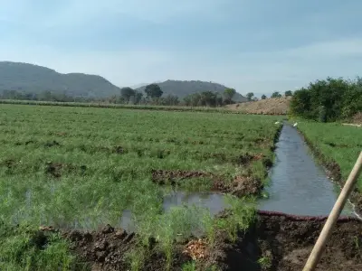 જમીન વેચવાની છે 17 વીઘા જમીન વેચવાની છે 17 વીઘા